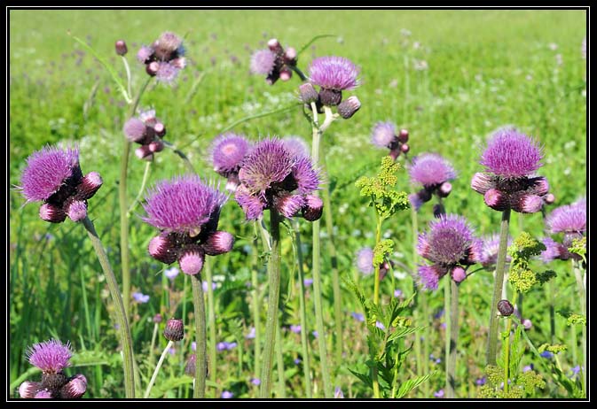 Farandole de Fleurs viloette